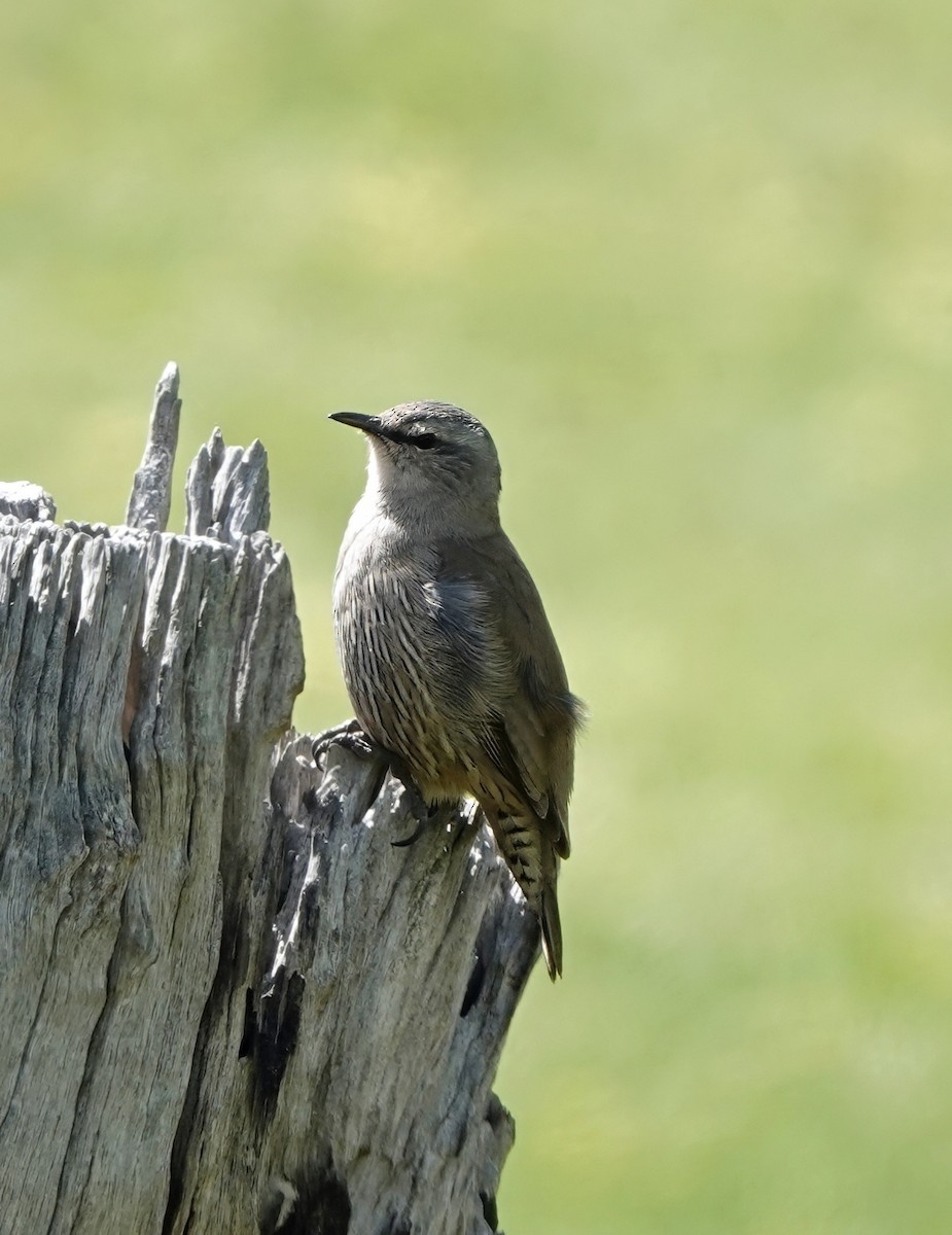 Brown Treecreeper - ML643528440