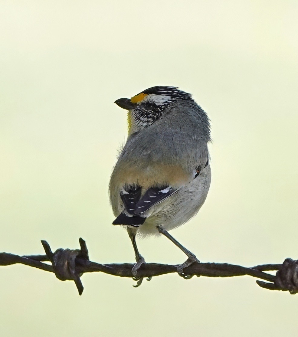 Striated Pardalote - ML643528441