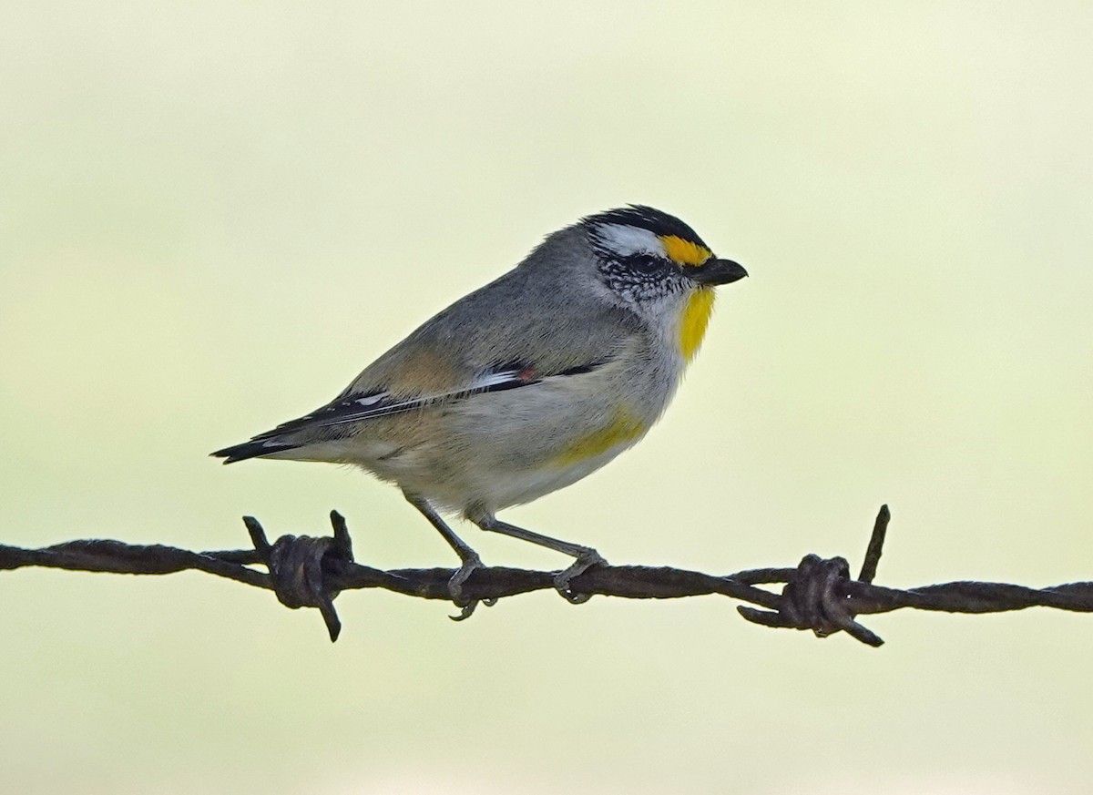 Striated Pardalote - ML643528442