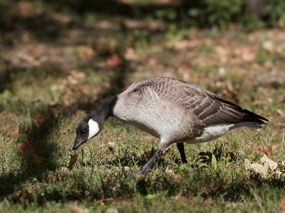 Branta kanadar txikia - ML643528443
