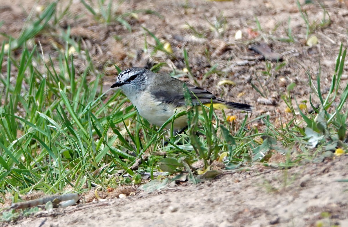 Yellow-rumped Thornbill - ML643528456
