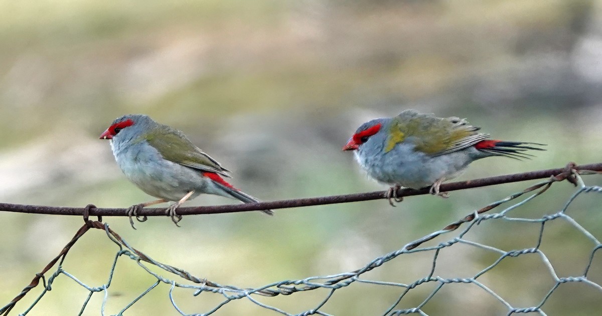 Red-browed Firetail - ML643528473
