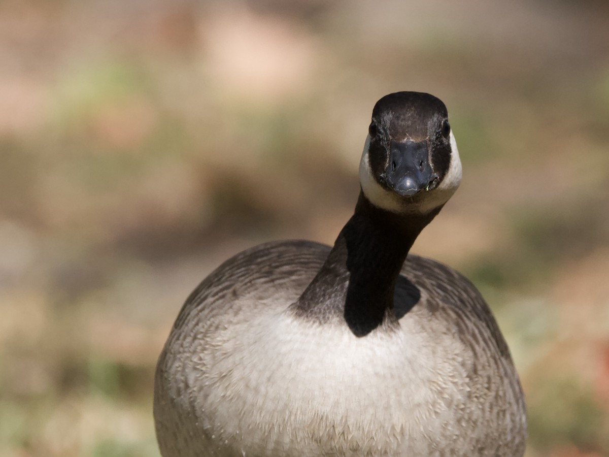 Branta kanadar txikia - ML643528480