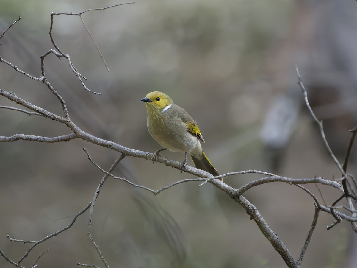 White-plumed Honeyeater - ML643528481