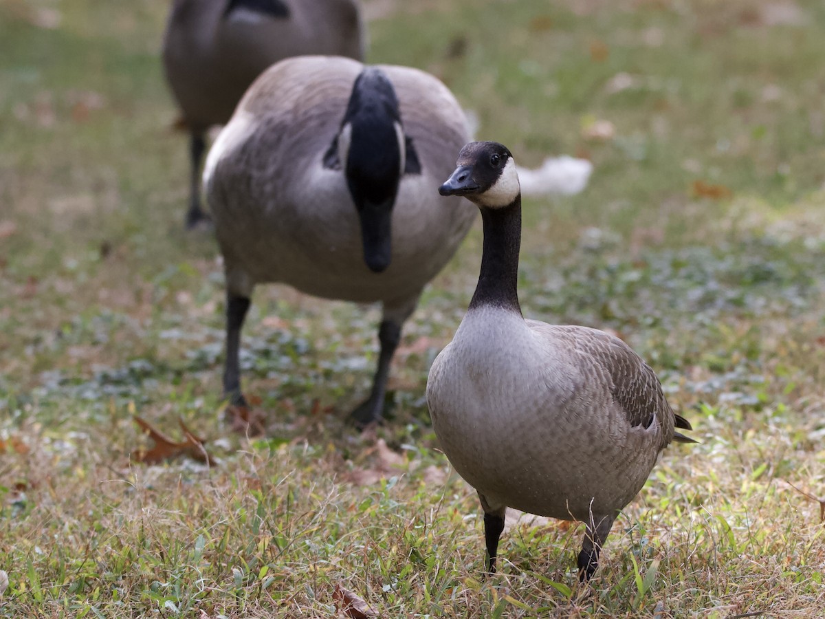 Branta kanadar txikia - ML643528499