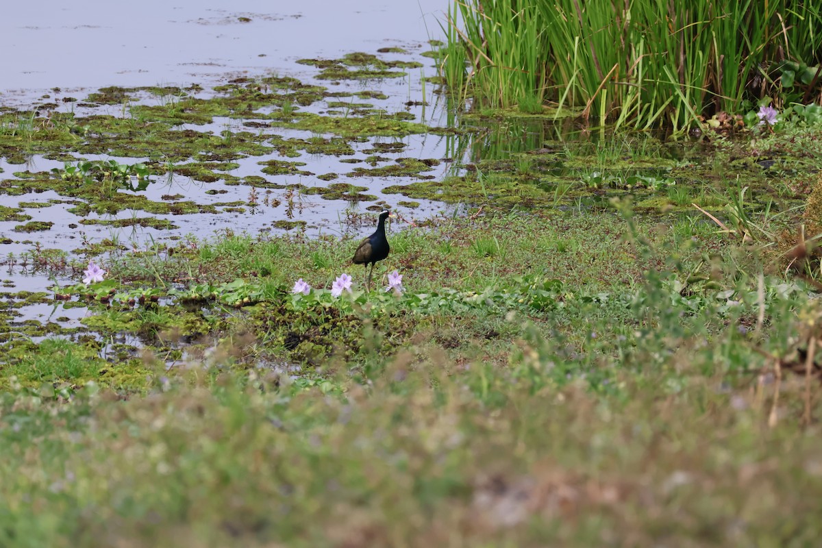 Bronze-winged Jacana - ML643528500
