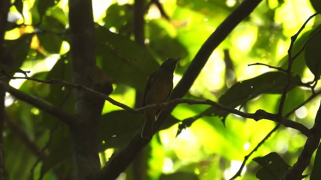 McConnell's Flycatcher (Guianan) - ML643528503