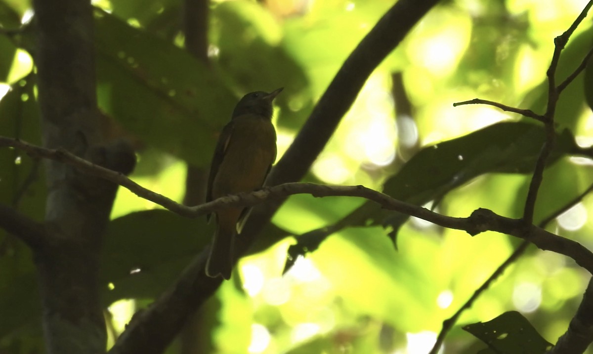 McConnell's Flycatcher (Guianan) - ML643528514