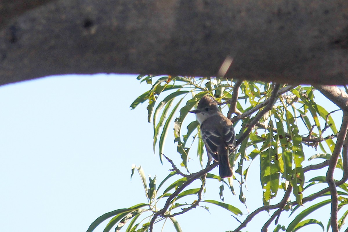 Northern Beardless-Tyrannulet - ML643528528