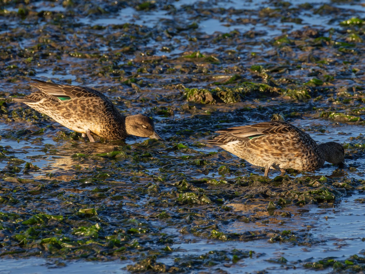Green-winged Teal - ML643528531