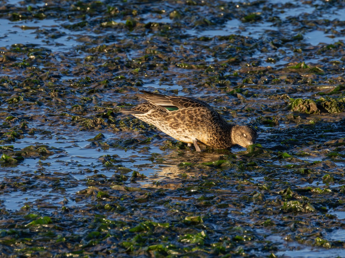 Green-winged Teal - ML643528532
