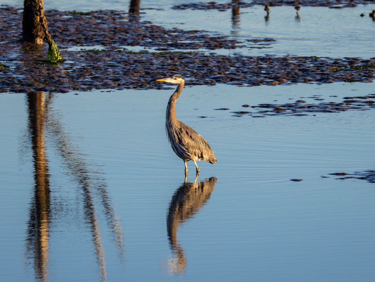 Great Blue Heron - ML643528546