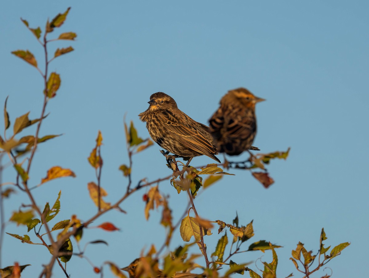 Red-winged Blackbird - ML643528555