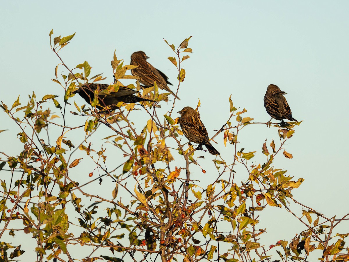 Red-winged Blackbird - ML643528556