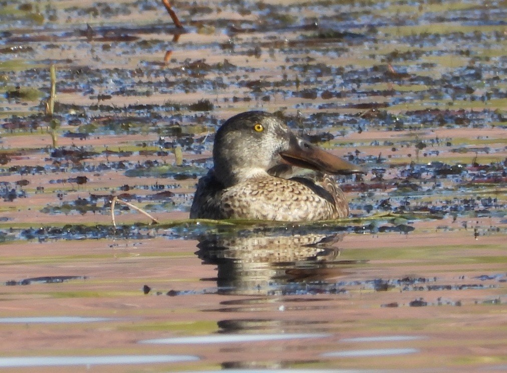 Northern Shoveler - ML643528560