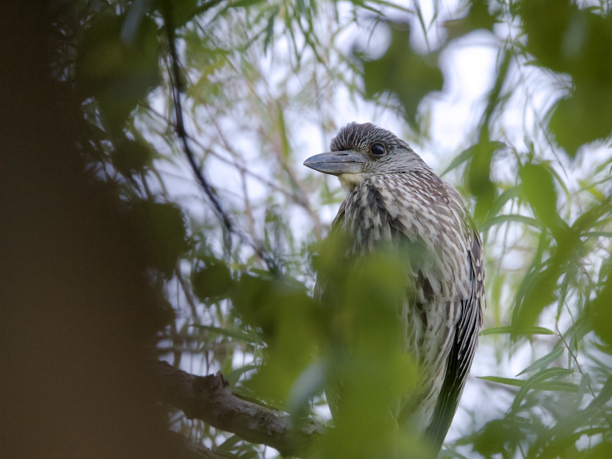 Yellow-crowned Night Heron - ML643528561