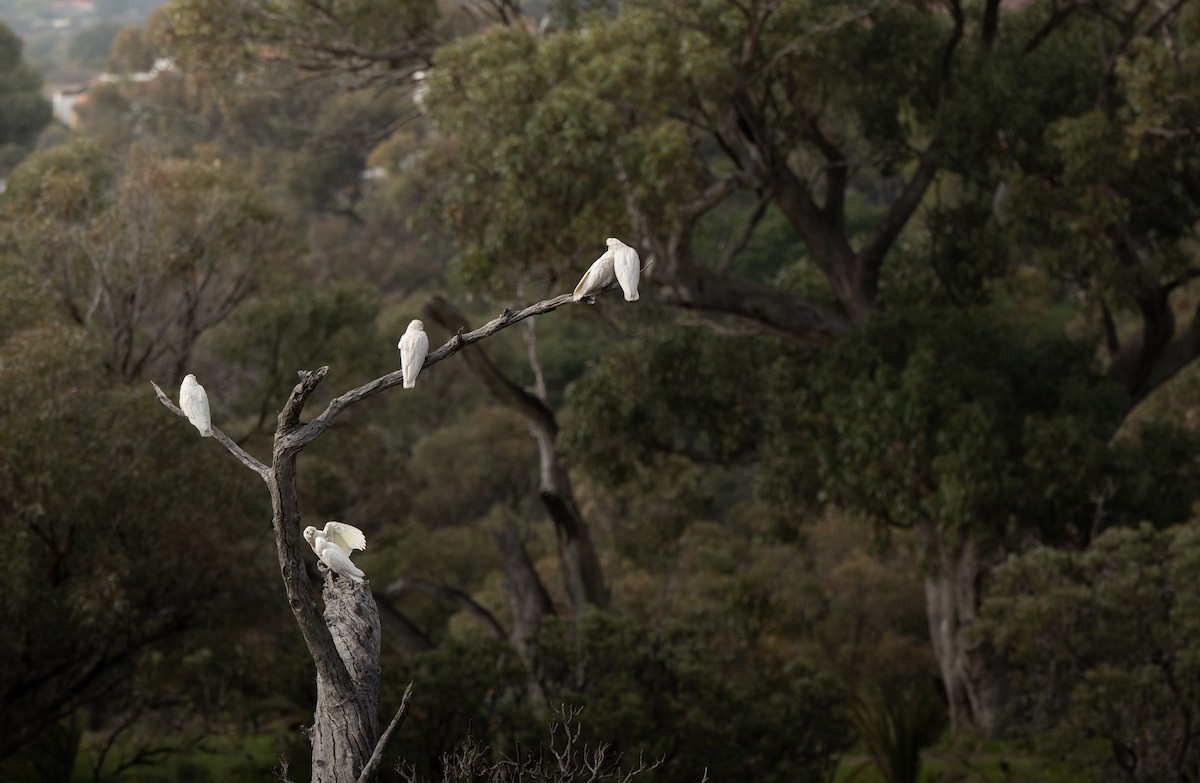 Little Corella - ML643528563