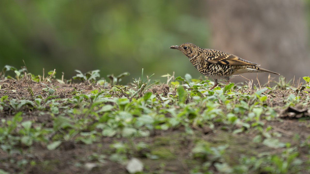 White's Thrush - ML643528570