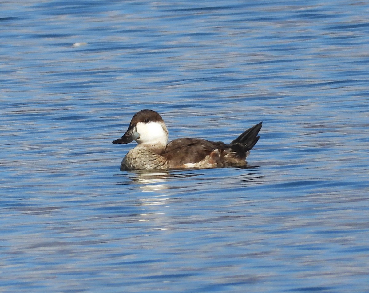 Ruddy Duck - ML643528578