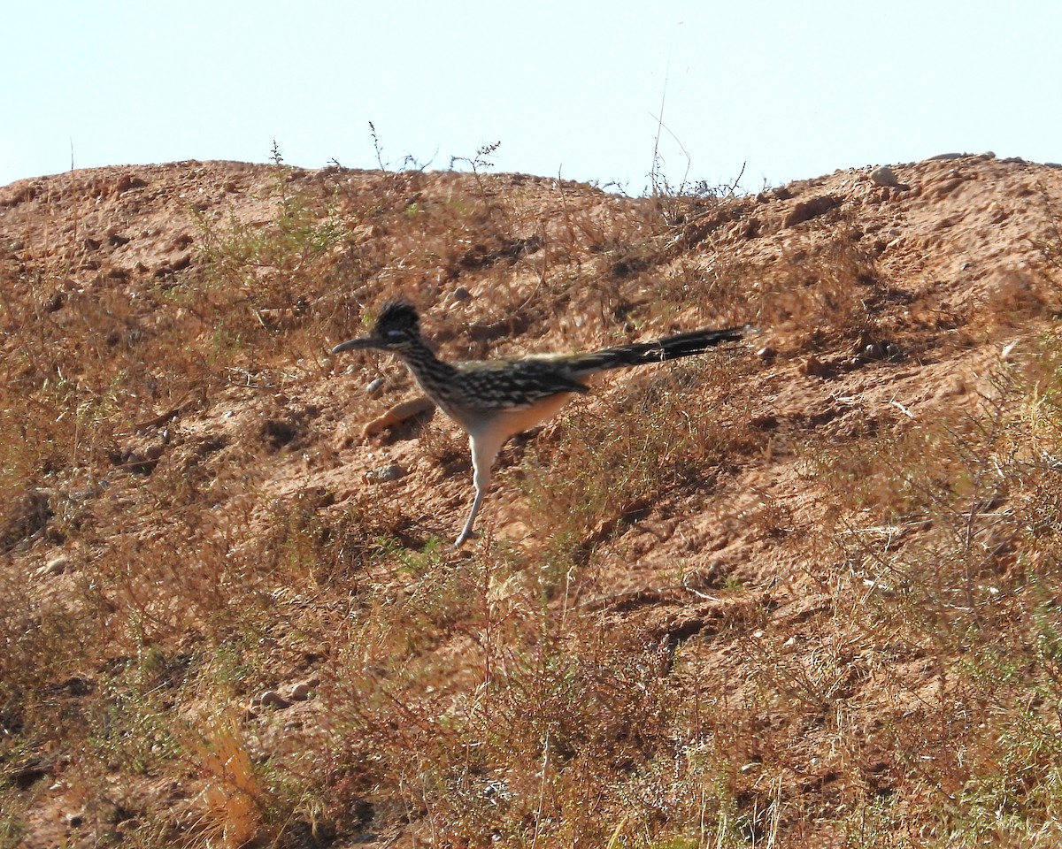 Greater Roadrunner - ML643528585