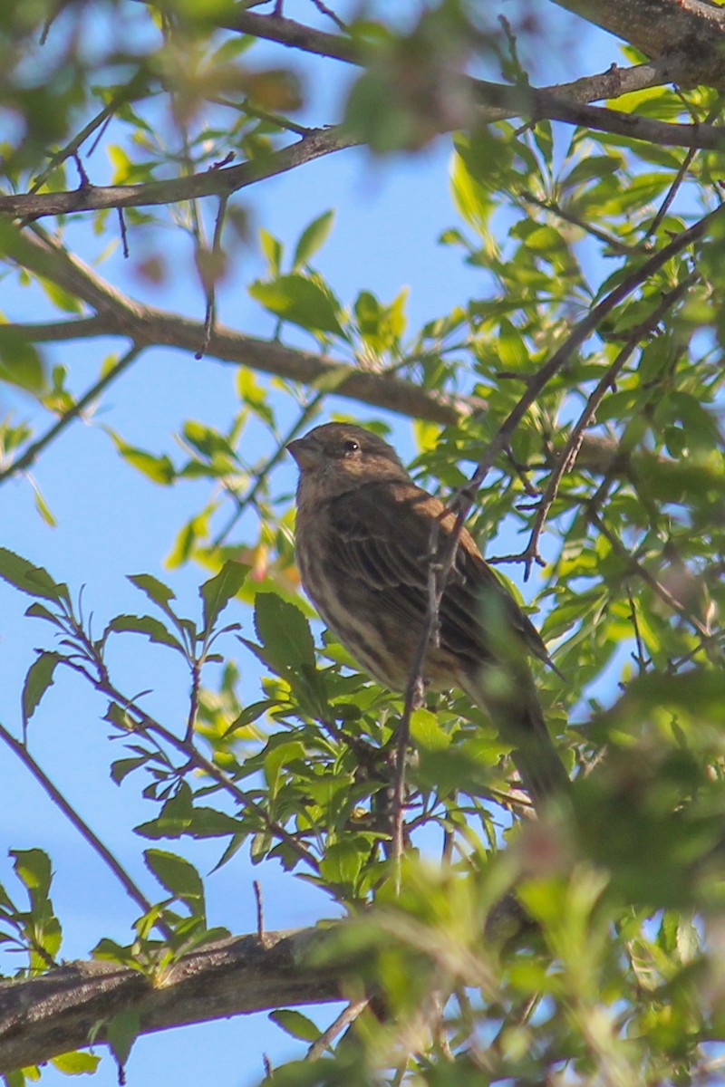 House Finch - ML643528592