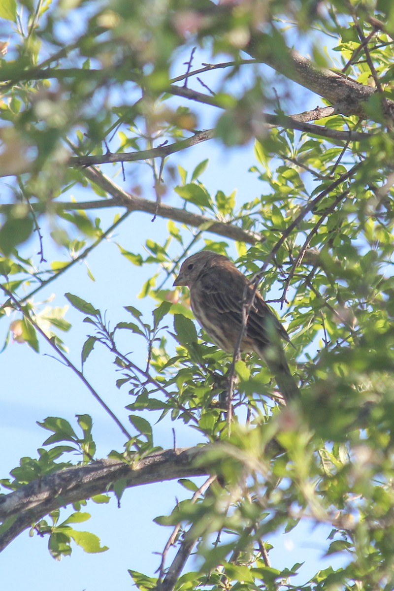 House Finch - ML643528593