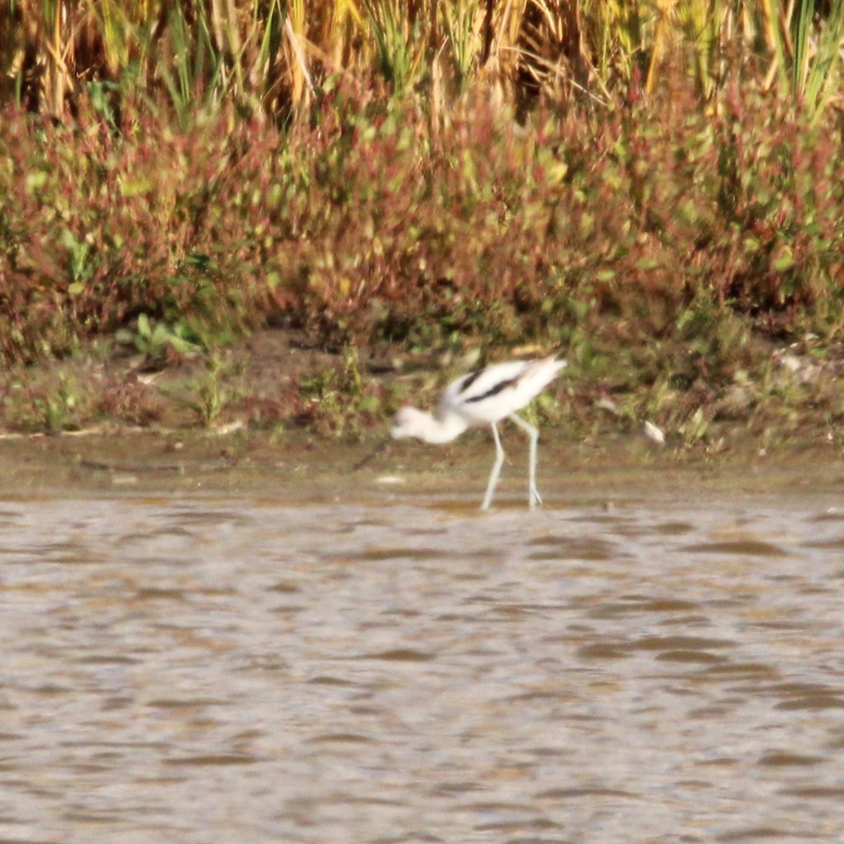Avoceta Americana - ML643528599