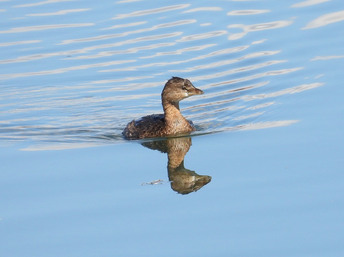 Pied-billed Grebe - ML643528600