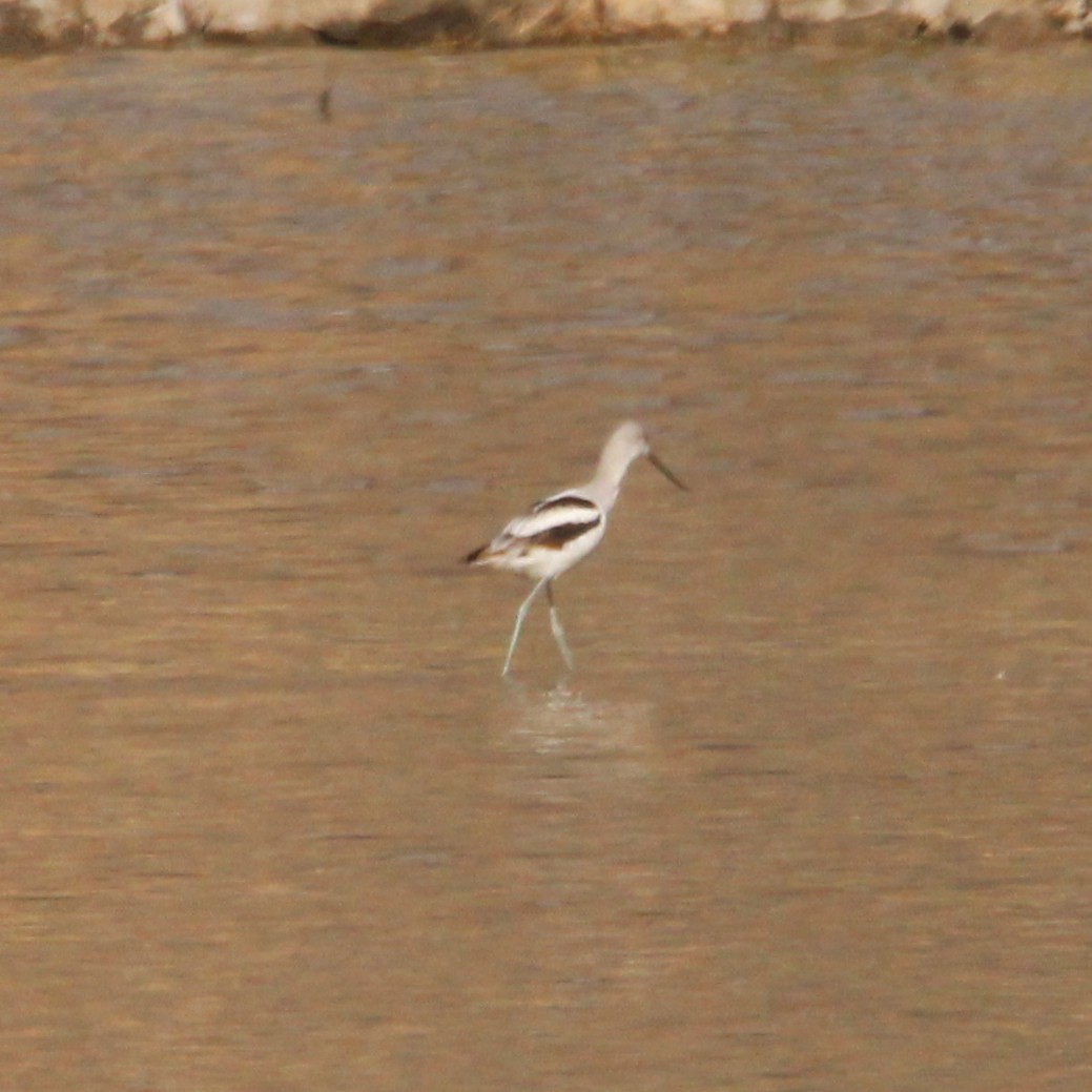 Avoceta Americana - ML643528602