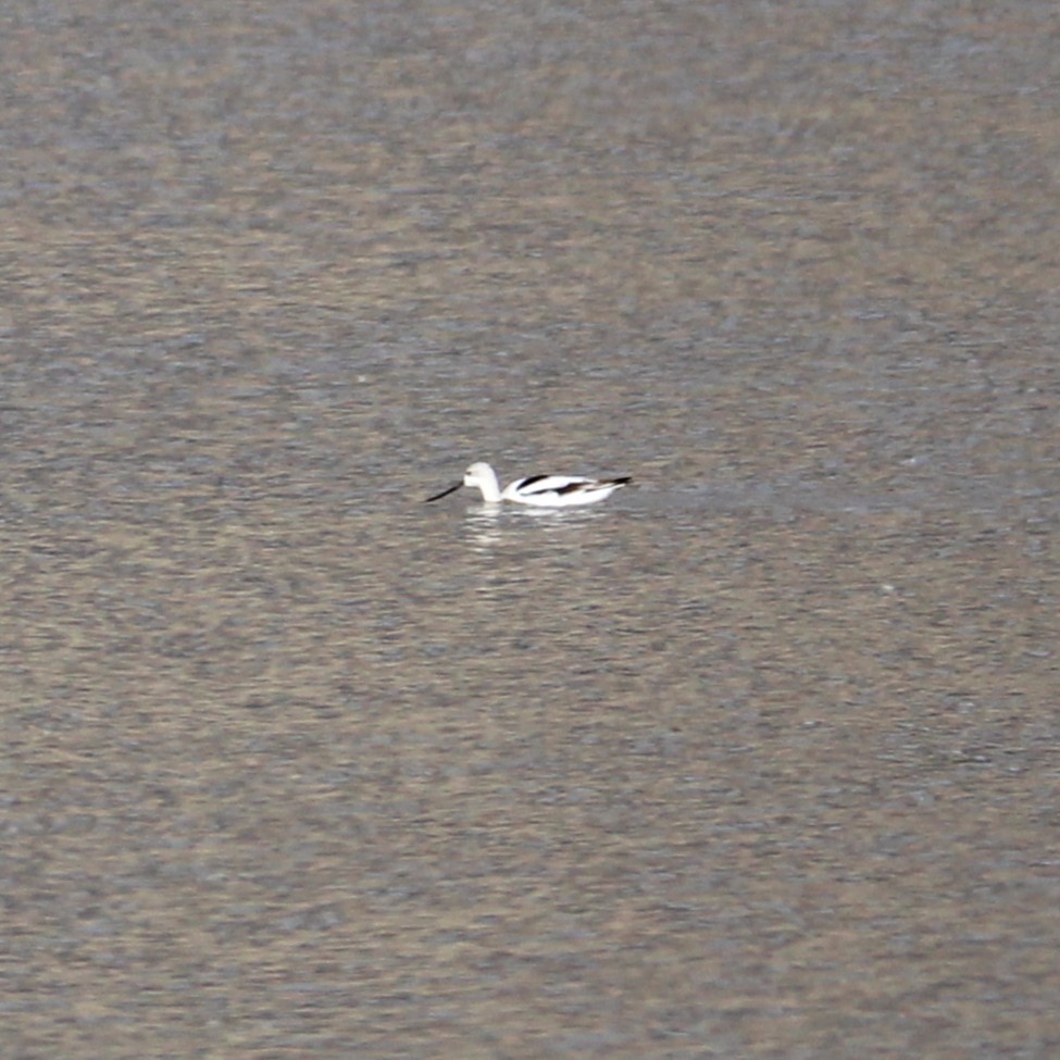 Avoceta Americana - ML643528604