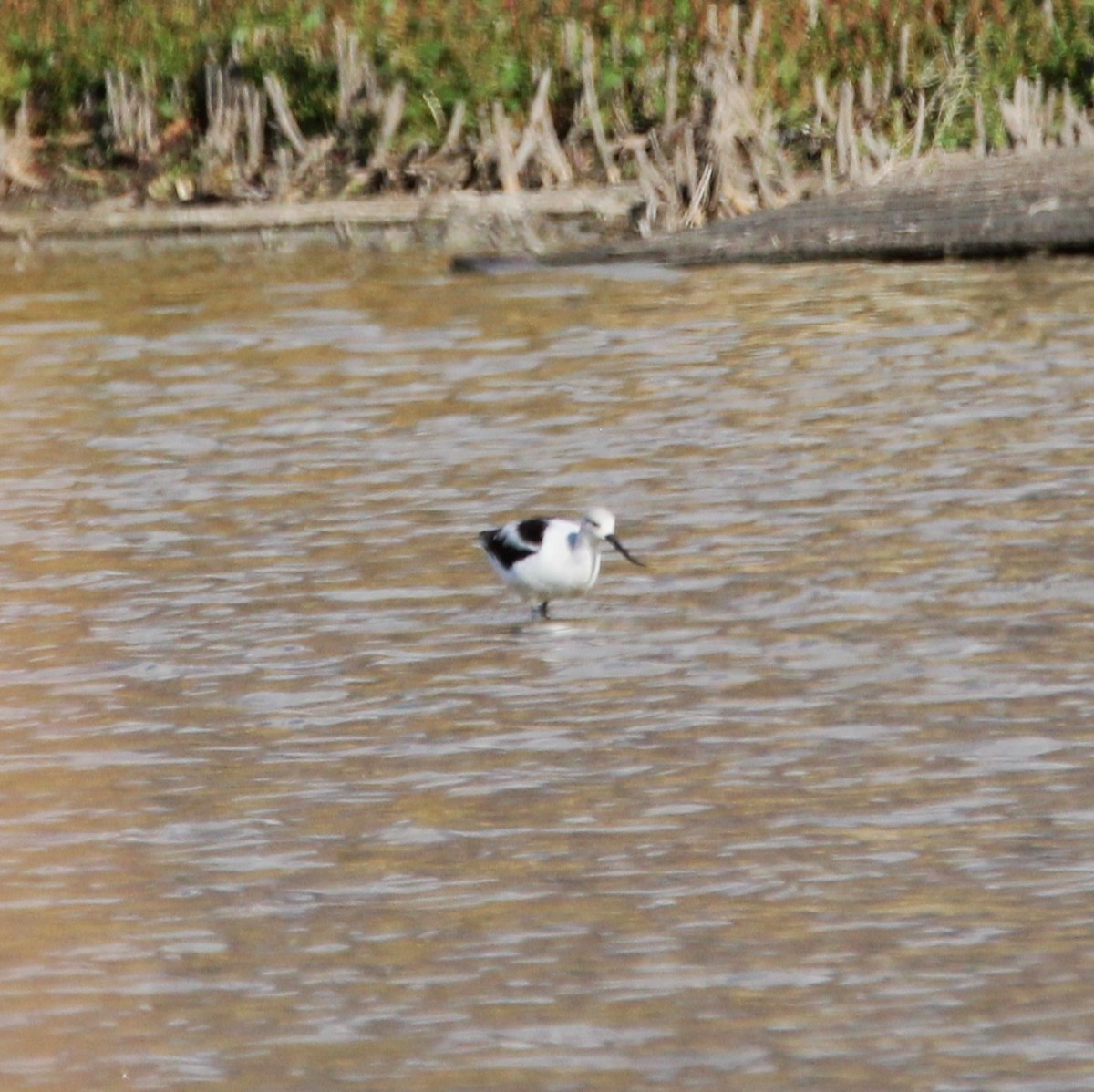 Avoceta Americana - ML643528605