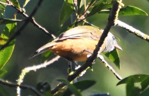 Gray-hooded Flycatcher - ML643528630