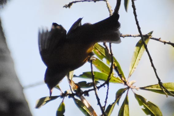 Gray-hooded Flycatcher - ML643528635