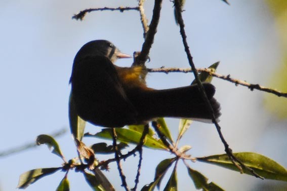 Gray-hooded Flycatcher - ML643528638