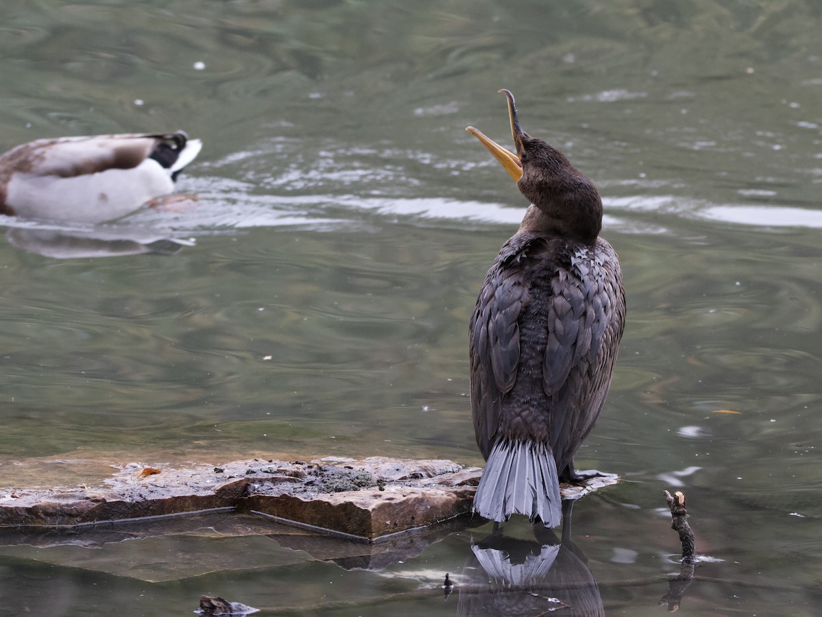 Double-crested Cormorant - ML643528641