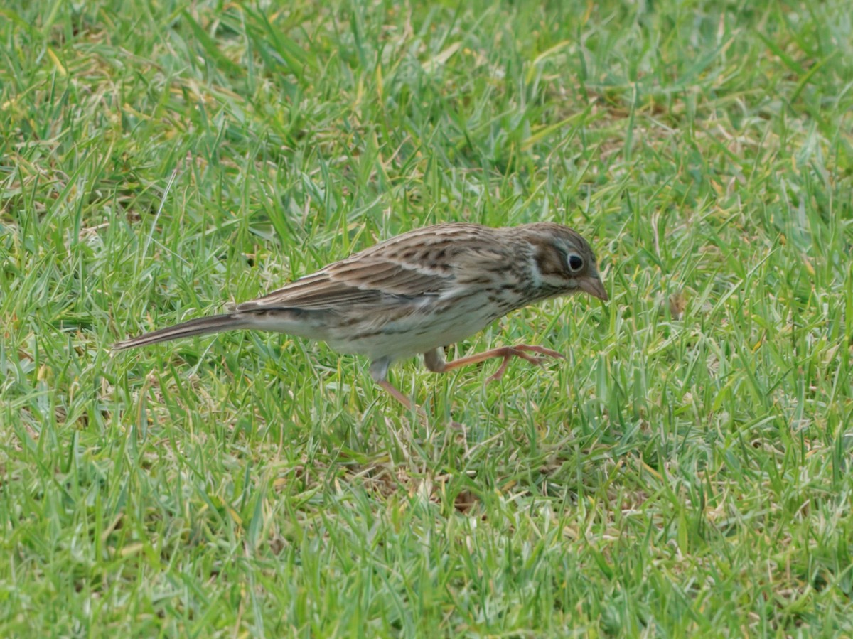Vesper Sparrow - ML643528642