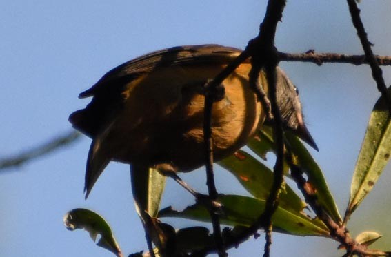 Gray-hooded Flycatcher - ML643528643