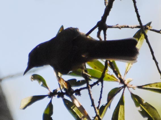 Gray-hooded Flycatcher - ML643528646