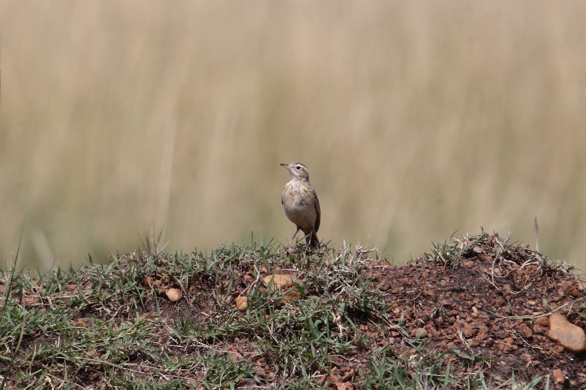 Plain-backed Pipit - ML643528653