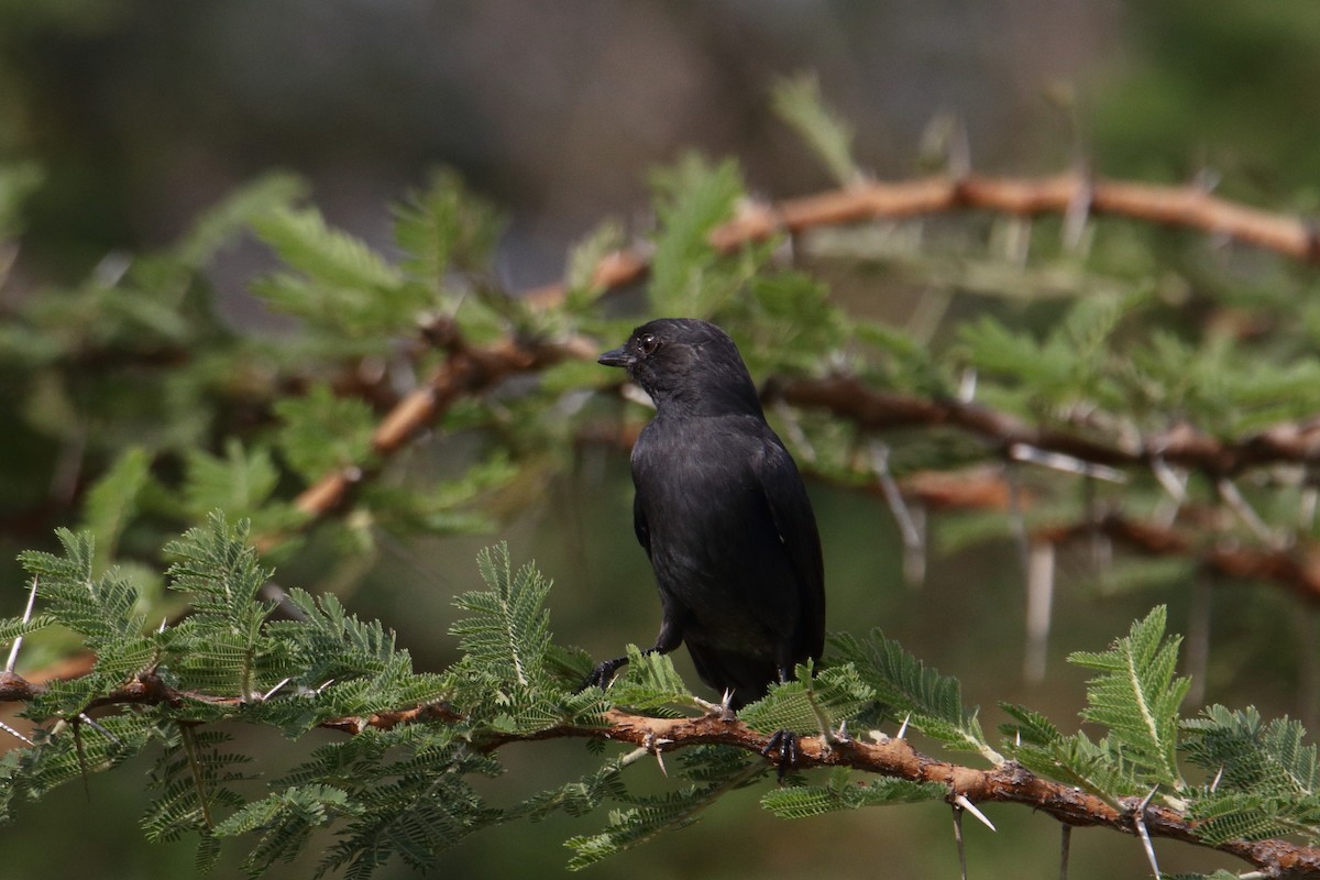 Northern Black-Flycatcher - ML643528675
