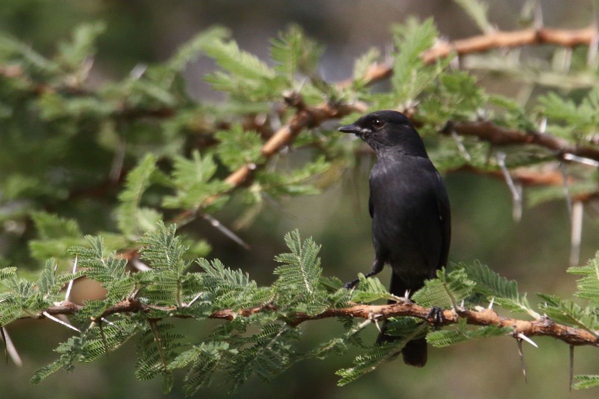 Northern Black-Flycatcher - ML643528676