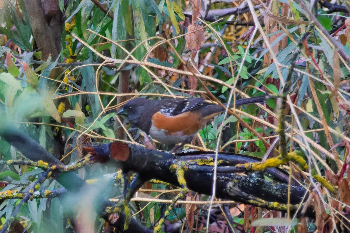 Spotted Towhee - ML643528677