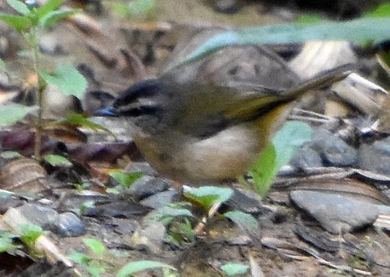 Riverbank Warbler - ML643528679