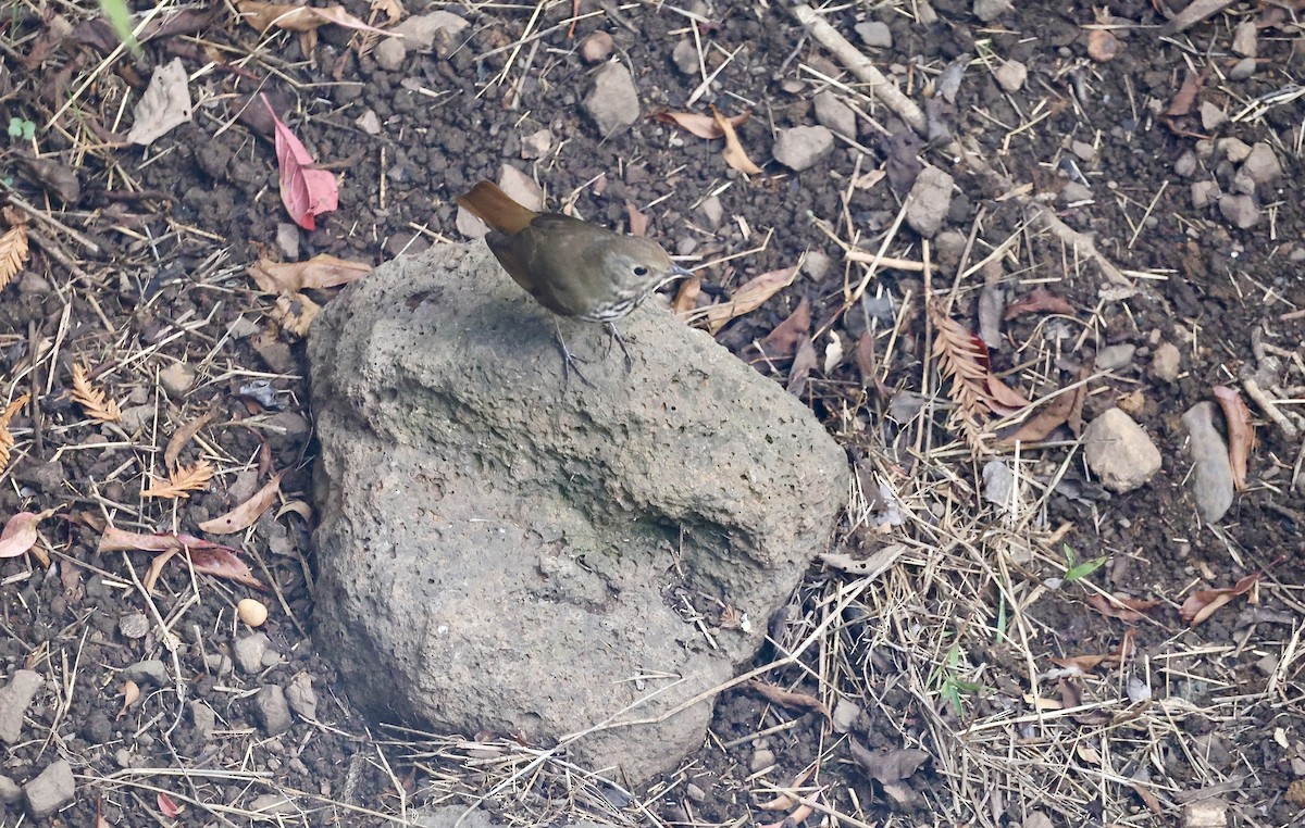 Hermit Thrush - ML643528683