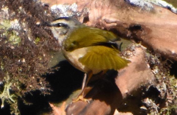 Riverbank Warbler - ML643528696
