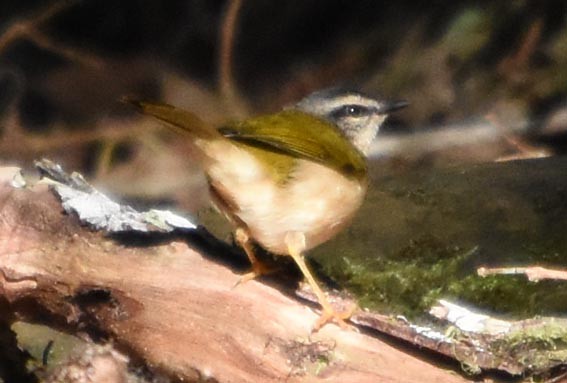 Riverbank Warbler - ML643528704