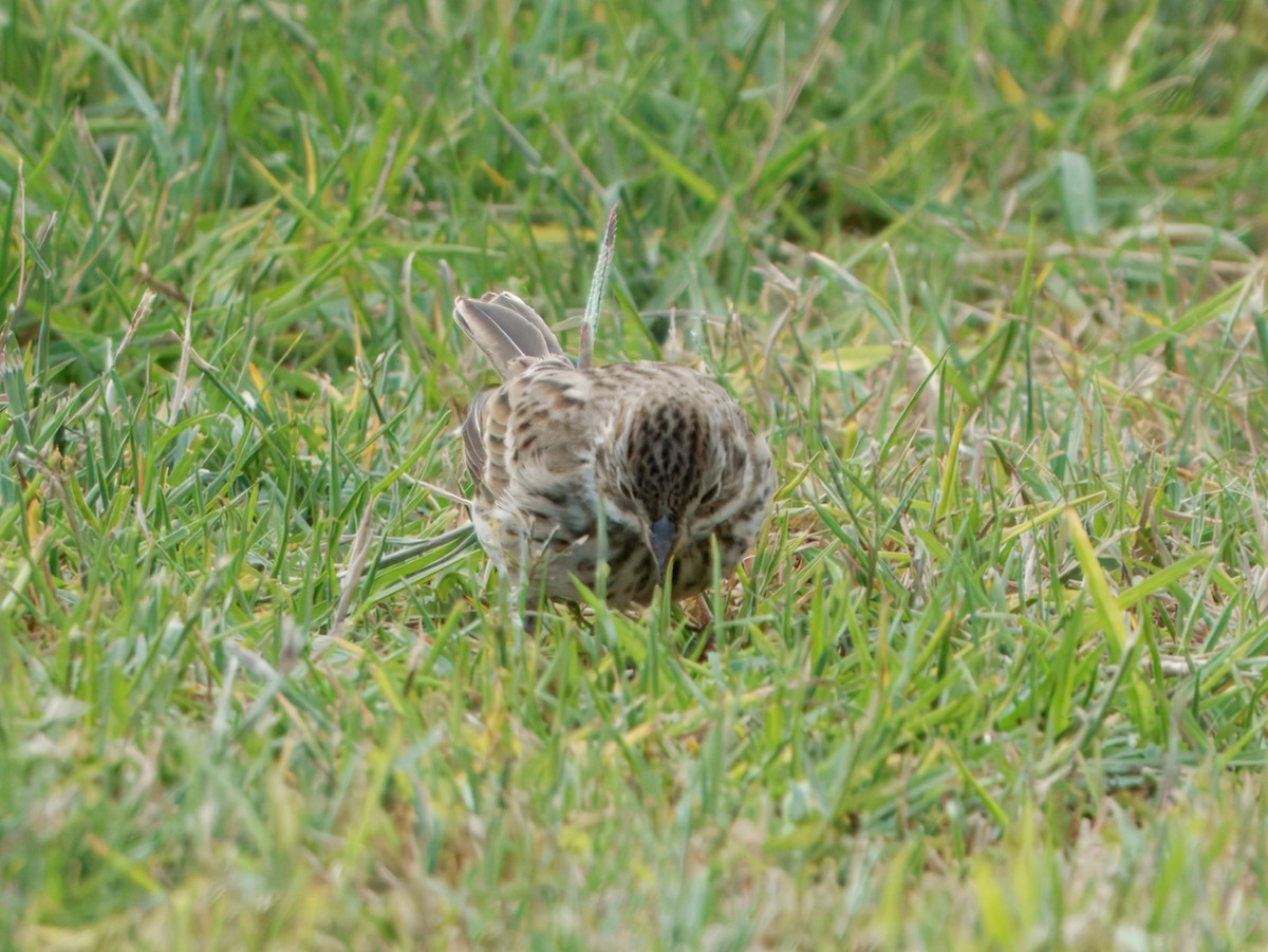 Vesper Sparrow - ML643528709