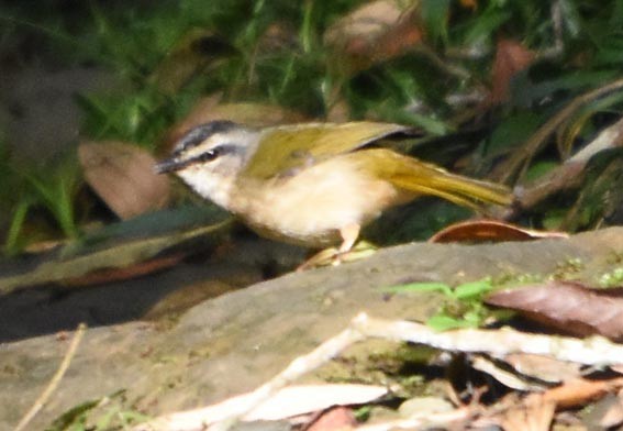 Riverbank Warbler - ML643528714