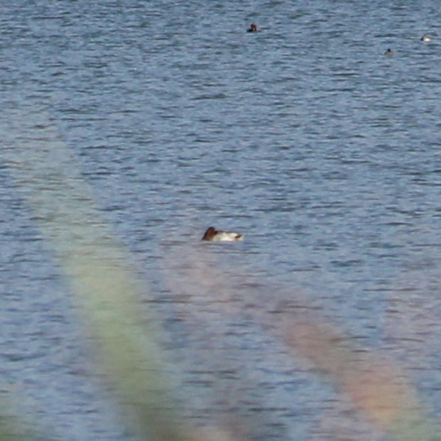 Canvasback - ML643528715