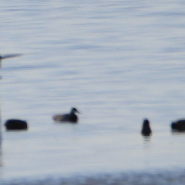 Canvasback - ML643528718